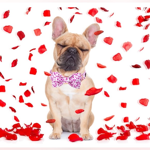 XL NWT ARING PET Valentine's Day Dog Collar, Adorable Bowtie Dog Collars - Picture 6 of 9